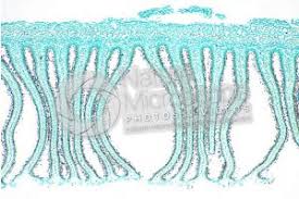 Attēlu rezultāti vaicājumam “Coprinus sp.”