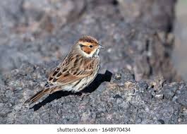 Image result for Emberiza pusilla