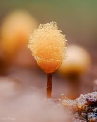 Attēlu rezultāti vaicājumam “Hemitrichia calyculata young”