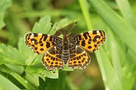 Attēlu rezultāti vaicājumam “Araschnia levana underside”