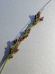 Attēlu rezultāti vaicājumam “Juncus compressus”