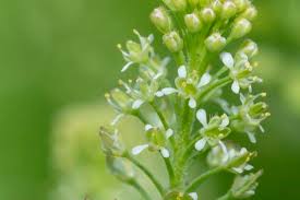 Attēlu rezultāti vaicājumam “Lepidium densiflorum flower”