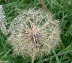 Attēlu rezultāti vaicājumam “Tragopogon pratensis subsp. pratensis fruit”