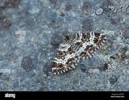 Attēlu rezultāti vaicājumam “Epirrhoe tristata imago”