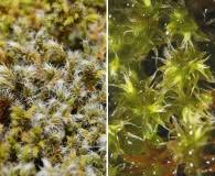 Attēlu rezultāti vaicājumam “Racomitrium heterostichum”