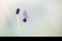 Attēlu rezultāti vaicājumam “Maculinea teleius”