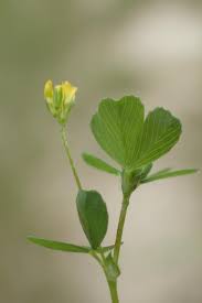 Attēlu rezultāti vaicājumam “Trifolium”