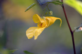 Attēlu rezultāti vaicājumam “Impatiens noli-tangere flower”