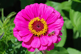 Image result for Zinnia violacea