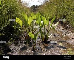Attēlu rezultāti vaicājumam “Alisma lanceolatum”