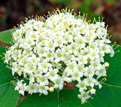 Attēlu rezultāti vaicājumam “Viburnum lantana”
