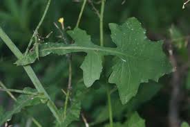 Attēlu rezultāti vaicājumam “Mycelis muralis”