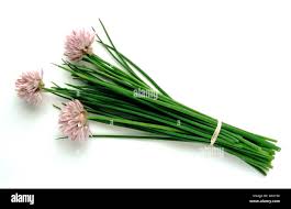 Image result for Schnittlauch