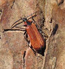 Attēlu rezultāti vaicājumam “Schizotus pectinicornis”