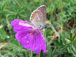 Attēlu rezultāti vaicājumam “Eumedonia eumedon”