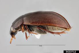 Attēlu rezultāti vaicājumam “Hydrophilidae”