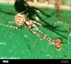 Attēlu rezultāti vaicājumam “Metellina merianae”