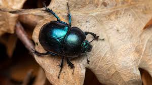 Attēlu rezultāti vaicājumam “Trypocopris vernalis”