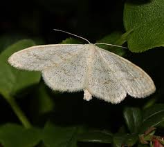 Attēlu rezultāti vaicājumam “Scopula floslactata imago”