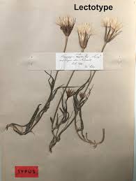 Attēlu rezultāti vaicājumam “Tragopogon heterospermus”