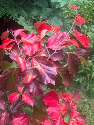 Attēlu rezultāti vaicājumam “Hamamelis vernalis leaf”