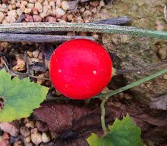 Attēlu rezultāti vaicājumam “Torilis japonica fruit”