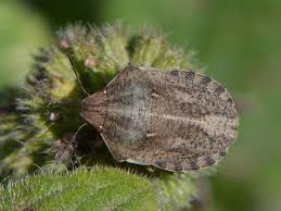 Attēlu rezultāti vaicājumam “Eurygaster testudinaria imago”