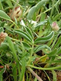 Attēlu rezultāti vaicājumam “Anthyllis vulneraria”