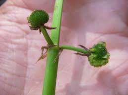 Attēlu rezultāti vaicājumam “Sagittaria sagittifolia fruit”