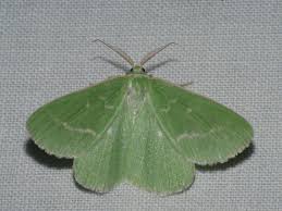 Attēlu rezultāti vaicājumam “Thetidia smaragdaria”