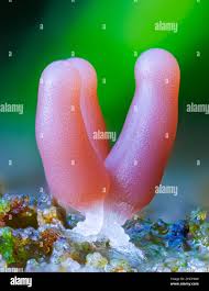 Attēlu rezultāti vaicājumam “Lamproderma violaceum stalked”