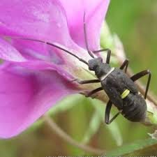 Attēlu rezultāti vaicājumam “Capsodes gothicus”