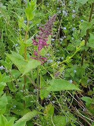 Attēlu rezultāti vaicājumam “Stachys sylvatica bud”