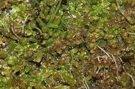 Attēlu rezultāti vaicājumam “Ptilidium pulcherrimum”