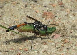 Attēlu rezultāti vaicājumam “Ammophila sp.”