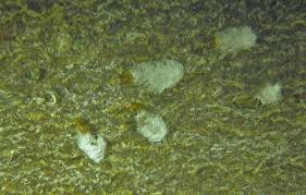 Attēlu rezultāti vaicājumam “Chionaspis salicis”