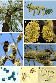 Attēlu rezultāti vaicājumam “Salix cinerea male flower”