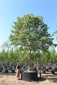 Attēlu rezultāti vaicājumam “Tilia tomentosa”