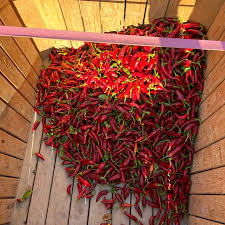 Afbeeldingsresultaat voor Szegedi 80 hot pepper