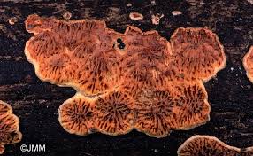 Attēlu rezultāti vaicājumam “Pseudomerulius aureus”