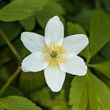 Attēlu rezultāti vaicājumam “Anemone nemorosa flower”