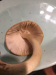 Attēlu rezultāti vaicājumam “Amaurochaete fusiformis spores”