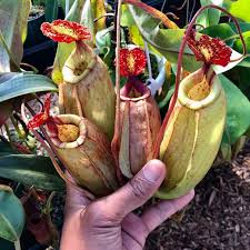 Attēlu rezultāti vaicājumam “Bulbochaete mirabilis”