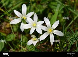 Attēlu rezultāti vaicājumam “Ornithogalum umbellatum flower”