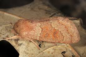 Attēlu rezultāti vaicājumam “Orthosia miniosa”