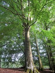 Attēlu rezultāti vaicājumam “Fagus sylvatica”