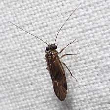 Attēlu rezultāti vaicājumam “Metylophorus nebulosus”