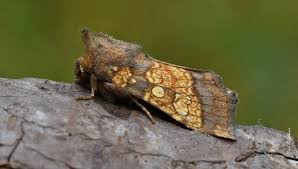 Attēlu rezultāti vaicājumam “Gortyna flavago”