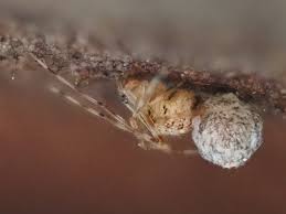 Attēlu rezultāti vaicājumam “Phylloneta cocoon”