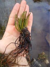 Attēlu rezultāti vaicājumam “Isoetes lacustris leaf”